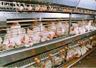 Минсельхоз России: производство продукции птицеводства увеличилось за 10 месяцев на 3,2% Минсельхоз России: производство продукции птицеводства увеличилось за 10 месяцев на 3,2%