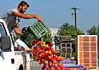 Роспотребнадзор: уничтожение санкционных продуктов "остудит горячие головы" Роспотребнадзор: уничтожение санкционных продуктов "остудит горячие головы"