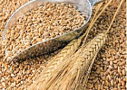 В Минсельхозе обсудили качество и безопасность зерна и продуктов его переработки В Минсельхозе обсудили качество и безопасность зерна и продуктов его переработки