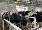 Новосибирские коровы обогнали по суточным надоям всех в Сибири и за Уралом Новосибирские коровы обогнали по суточным надоям всех в Сибири и за Уралом