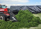 Губернатор Алтайского края: засуха не повлияет на урожайность Губернатор Алтайского края: засуха не повлияет на урожайность