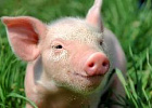 Тяжелая ситуация с АЧС сложилась в Омской, Владимирской и Саратовской областях Тяжелая ситуация с АЧС сложилась в Омской, Владимирской и Саратовской областях