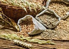 Россия планирует нарастить экспорт масличных и зерновых культур в Китай. Россия планирует нарастить экспорт масличных и зерновых культур в Китай.