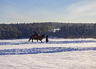Московская область продолжает развитие агротуризма Московская область продолжает развитие агротуризма