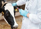 Минсельхоз внес изменения в ряд ветеринарных правил Минсельхоз внес изменения в ряд ветеринарных правил