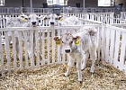Раздел «Животноводство» на выставке «Золотая осень 2017» Раздел «Животноводство» на выставке «Золотая осень 2017»