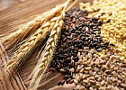 Экспортные пошлины на пшеницу и кукурузу из РФ понизились с 23 ноября Экспортные пошлины на пшеницу и кукурузу из РФ понизились с 23 ноября