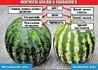 Каким должен быть идеальный арбуз? Каким должен быть идеальный арбуз?