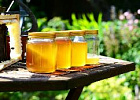 Сезон свежего меда — польза продукции пчеловодства
