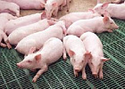 Сибирская аграрная группа строит свинокомплекс Сибирская аграрная группа строит свинокомплекс