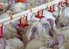 Производство индейки выросло почти на 23% Производство индейки выросло почти на 23%