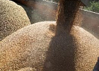 В России началось тестирование государственной системы прослеживаемости зерна В России началось тестирование государственной системы прослеживаемости зерна
