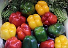 Минсельхоз усиливает взаимодействие с производителями овощной продукции Минсельхоз усиливает взаимодействие с производителями овощной продукции