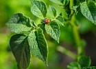 Посадка картофеля с компаньонами против колорадского жука: ботанический план Посадка картофеля с компаньонами против колорадского жука: ботанический план