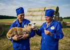 В России растет производство отечественных ветеринарных препаратов В России растет производство отечественных ветеринарных препаратов