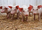 Производство свинины в хозяйствах всех категорий увеличилось на 4,5% (данные за I полугодие) Производство свинины в хозяйствах всех категорий увеличилось на 4,5% (данные за I полугодие)