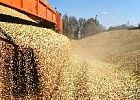 Россия сохранит экспортный потенциал зерна по итогам года, заявил Путин Россия сохранит экспортный потенциал зерна по итогам года, заявил Путин