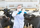 Россельхознадзор уже с 2020 года может в полном объеме получить полномочия по ветнадзору Россельхознадзор уже с 2020 года может в полном объеме получить полномочия по ветнадзору