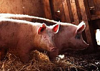 Перспективы наращивания производства свинины обсудили на заседании совета директоров Национального союза свиноводов Перспективы наращивания производства свинины обсудили на заседании совета директоров Национального союза свиноводов