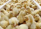 Российские сельхозорганизации увеличили производство птицы на 9,4% Российские сельхозорганизации увеличили производство птицы на 9,4%