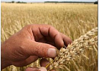 В России ввели запрет на использование ГМО продукции и семян В России ввели запрет на использование ГМО продукции и семян