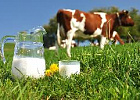 Молоко лейкозных коров разрешат к продаже Молоко лейкозных коров разрешат к продаже