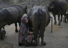 Индия стала крупнейшим производителем молока в мире Индия стала крупнейшим производителем молока в мире