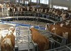Госдума приняла в первом чтении законопроект о поддержке молочной отрасли Госдума приняла в первом чтении законопроект о поддержке молочной отрасли