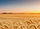 Россия и Беларусь наладят двусторонние связи в сфере агрострахования Россия и Беларусь наладят двусторонние связи в сфере агрострахования