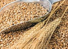Нижегородские аграрии переориентируются на выращивание масличных культур Нижегородские аграрии переориентируются на выращивание масличных культур