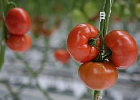 Урожай тепличных овощей на 19,8% больше, чем в прошлом году