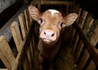 Малые сельхозпредприятия получат субсидии на развитие животноводства Малые сельхозпредприятия получат субсидии на развитие животноводства