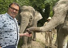 Живые слоны гуляли по органическим чайным плантациям в Сочи Живые слоны гуляли по органическим чайным плантациям в Сочи