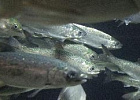 Отмену ввозных пошлин на мальков лососевых предложили продлить до конца 2024 года Отмену ввозных пошлин на мальков лососевых предложили продлить до конца 2024 года