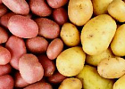Новосибирские картофелеводы получили серьезного покупателя Новосибирские картофелеводы получили серьезного покупателя