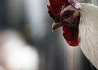 Производство птицы увеличилось на 3,5% по итогам I квартала Производство птицы увеличилось на 3,5% по итогам I квартала