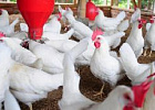 Производство мяса птицы выросло на 11,4% за I квартал Производство мяса птицы выросло на 11,4% за I квартал