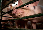 За 5 лет производство продукции свиноводства в России увеличилось на 39% За 5 лет производство продукции свиноводства в России увеличилось на 39%