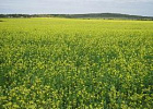Производство продукции льноводства вырастет в 1,4 раза к 2025 году Производство продукции льноводства вырастет в 1,4 раза к 2025 году