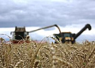 Минсельхоз России: собрано 82,3 млн тонн зерна, что на 31% больше уровня прошлого года Минсельхоз России: собрано 82,3 млн тонн зерна, что на 31% больше уровня прошлого года