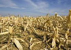 Засуха может погубить сельскохозяйственные культуры в пяти регионах Засуха может погубить сельскохозяйственные культуры в пяти регионах