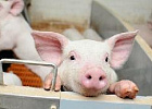 Производство продукции свиноводства за 11 месяцев текущего года увеличилось на 9,3% Производство продукции свиноводства за 11 месяцев текущего года увеличилось на 9,3%