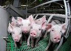 Производство продукции свиноводства выросло на 12,4%