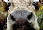 Россельхознадзор запретил импорт крупного рогатого скота из Грузии Россельхознадзор запретил импорт крупного рогатого скота из Грузии
