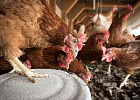 В Минсельхозе обсудили ситуацию на рынке птицеводческой продукции и обеспеченность кормами подотраслей животноводства В Минсельхозе обсудили ситуацию на рынке птицеводческой продукции и обеспеченность кормами подотраслей животноводства