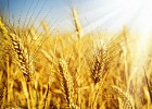 Минсельхоз не исключает ужесточения ограничений на экспорт зерна. Минсельхоз не исключает ужесточения ограничений на экспорт зерна.