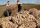 Сельхозпроизводители собрали на четверть больше картофеля, чем в прошлом году Сельхозпроизводители собрали на четверть больше картофеля, чем в прошлом году