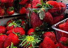 Сравнить вкус турецкой и местной клубники смогут жители Московской области Сравнить вкус турецкой и местной клубники смогут жители Московской области