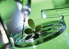 Первые семь российских компаний получили технологии Bayer в области селекции семян Первые семь российских компаний получили технологии Bayer в области селекции семян