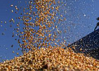 РФ к 23 ноября собрала 137,2 млн тонн зерна, урожайность на 6,8% выше прошлогодней РФ к 23 ноября собрала 137,2 млн тонн зерна, урожайность на 6,8% выше прошлогодней
